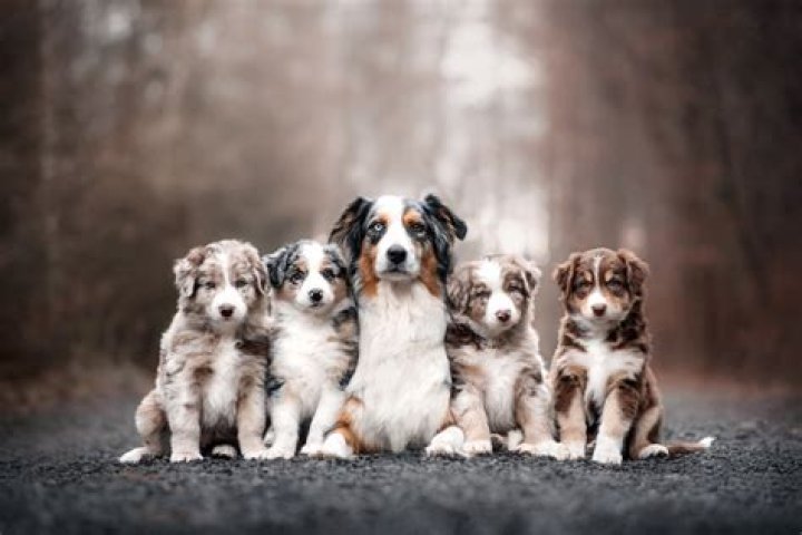 do dogs miss their puppies