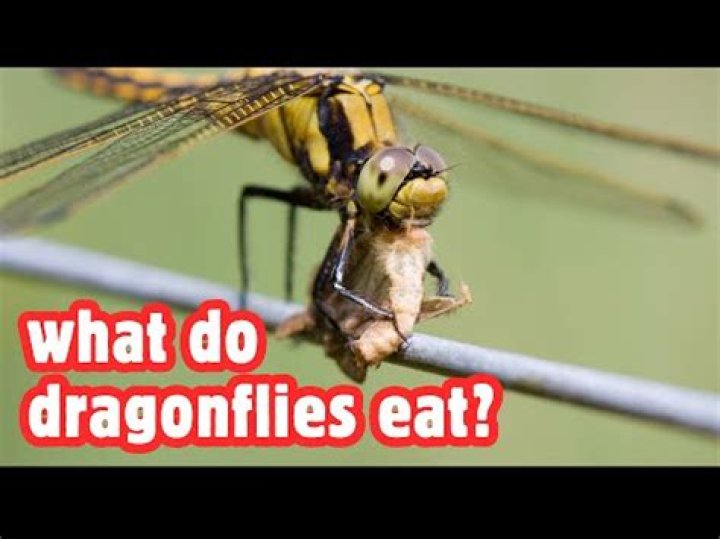 Do Dragonflies eat while flying