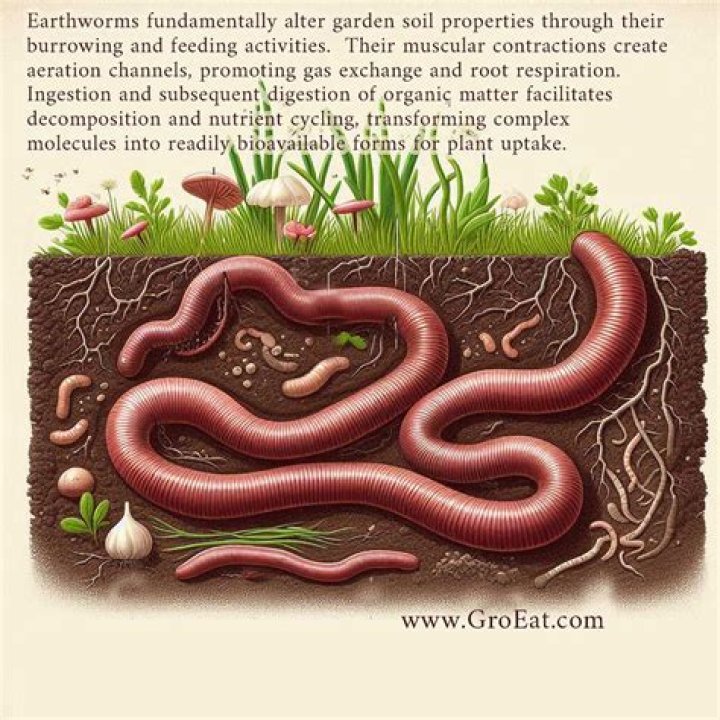 Do Earthworms help plant growth