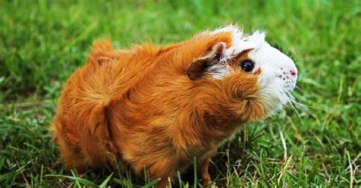do female guinea pigs have periods