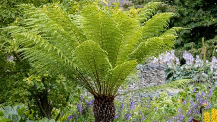 do ferns need a lot of light