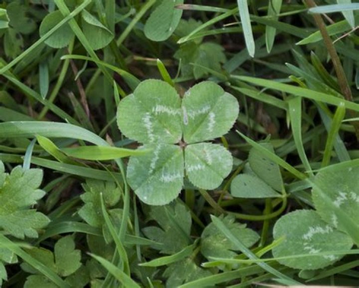 do four leaf clovers exist