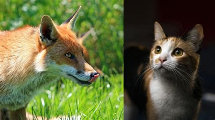 do foxes eat cats
