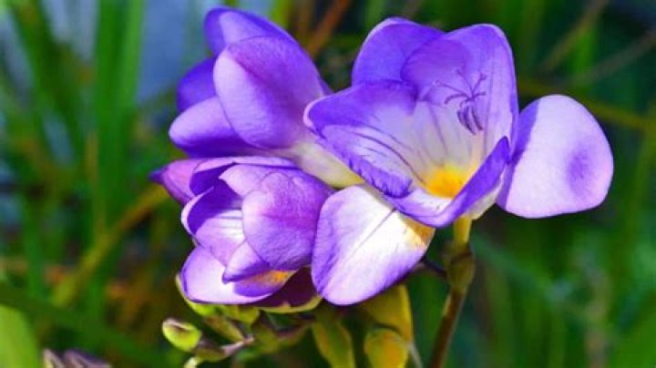 Do freesias flower every year