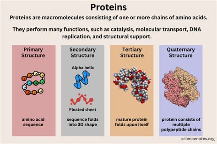 Do genes determine which proteins are made in a cell