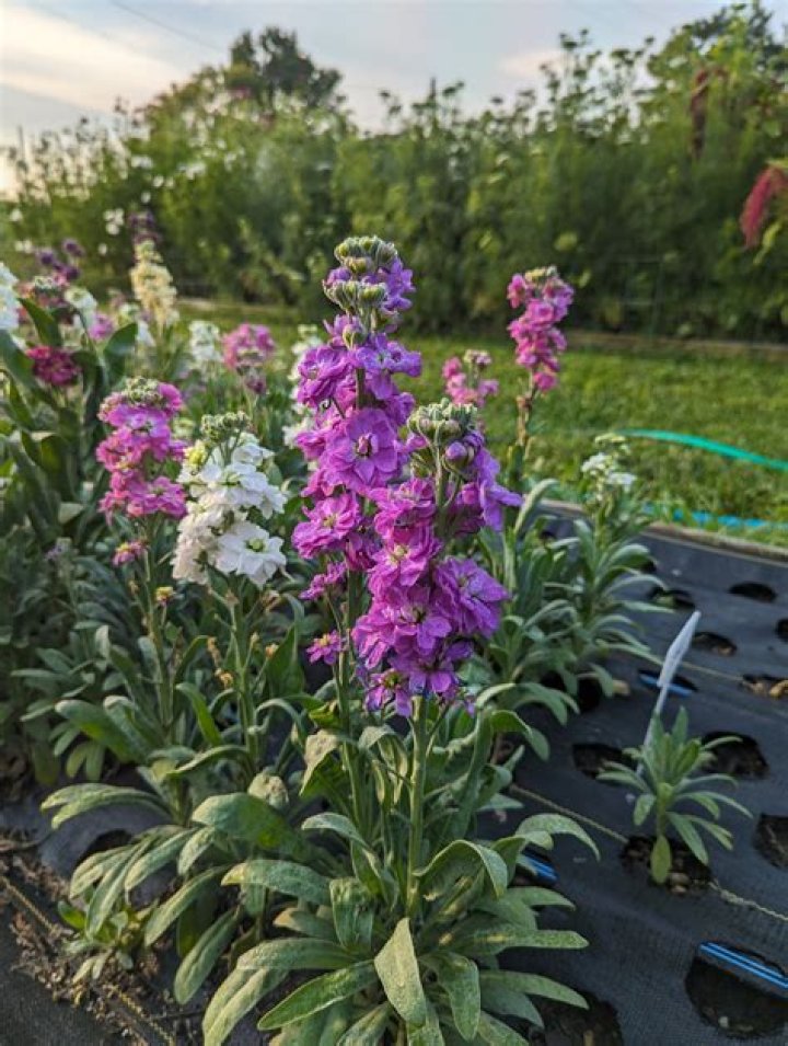 Do gladiolus bloom more than once in a season