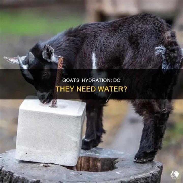do goats drink water
