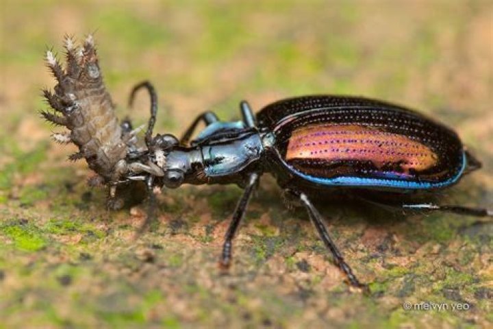 Do Ground beetles eat ants