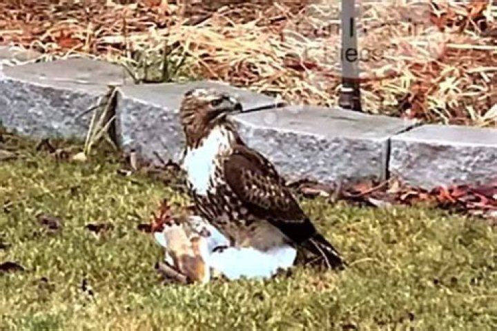 do hawks eat owls
