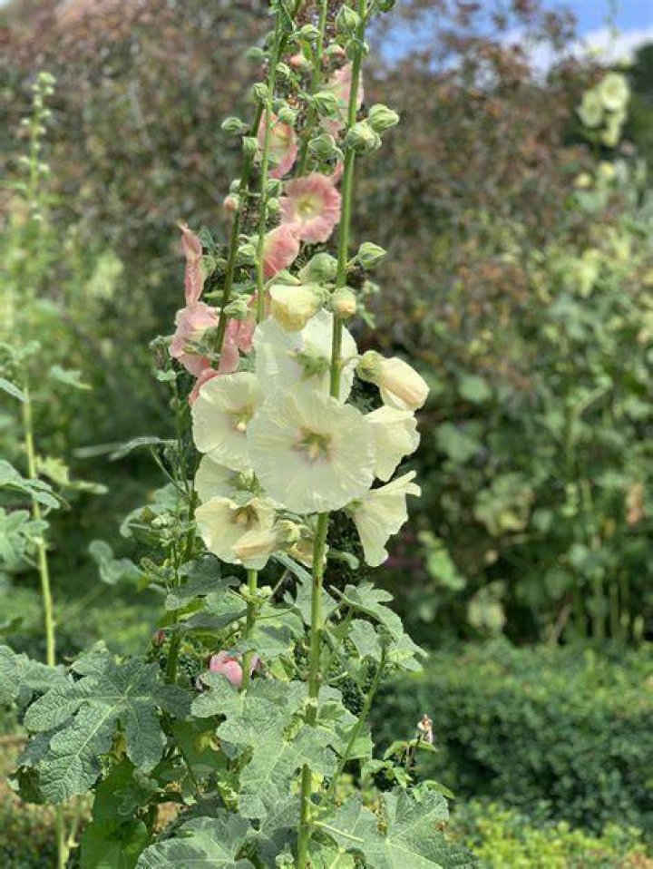 do hollyhocks bloom the first year