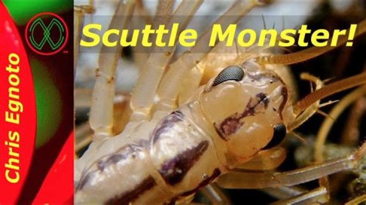 Do house centipedes eat spiders