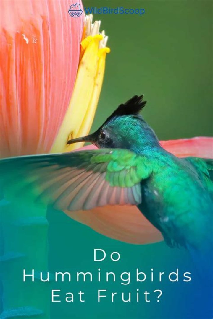 do hummingbirds eat fruit