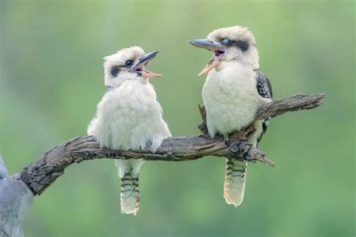 do kookaburras mate for life