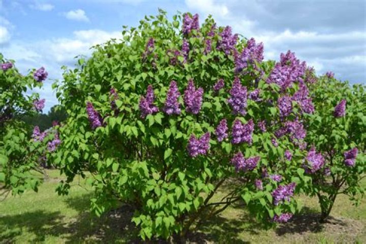 Do lilacs grow in Zone 9
