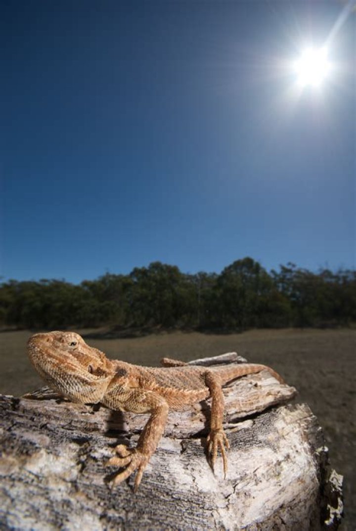 Do lizards bask in the sun?