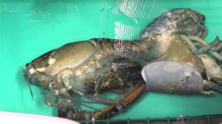 do lobsters molt