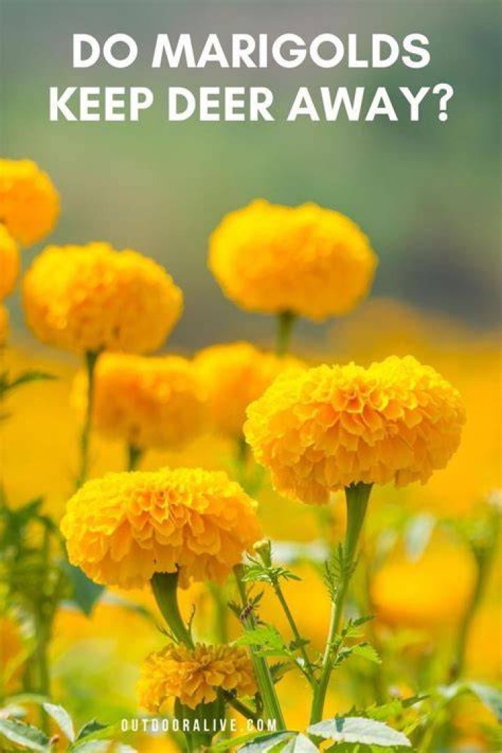 do marigolds keep deer away