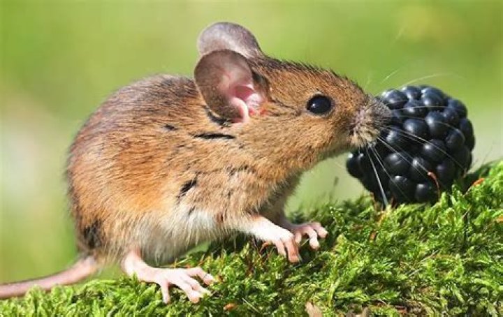 do mice eat fruit