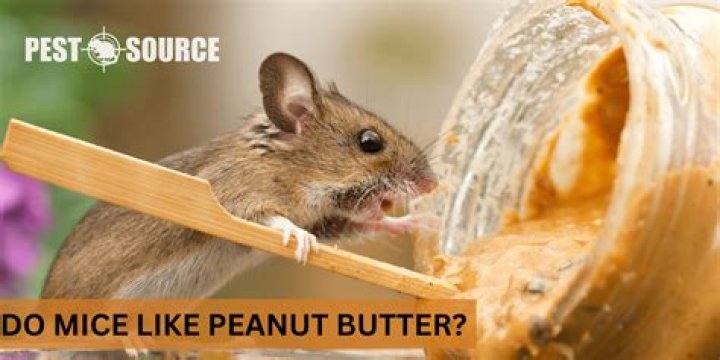 do mice like peanut butter