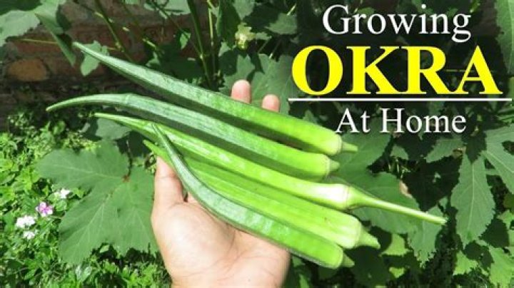 Do okra plants need to be staked