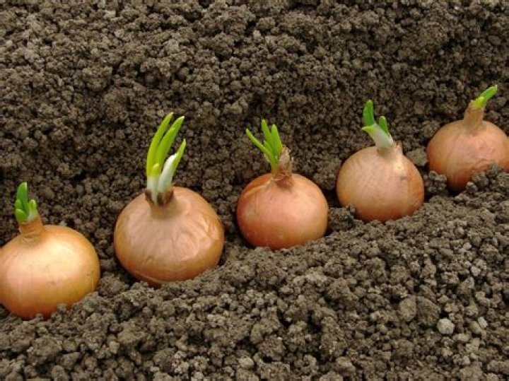 Do onions grow from bulbs?