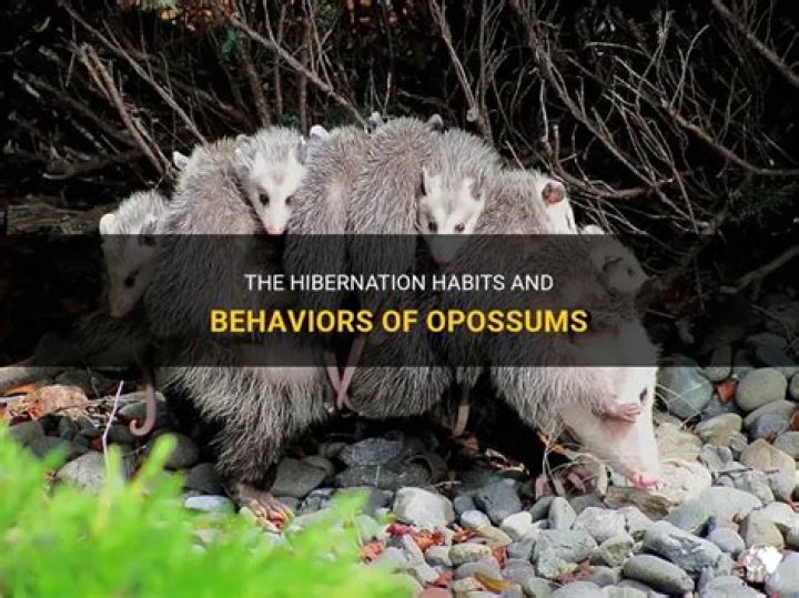 do opossums hibernate