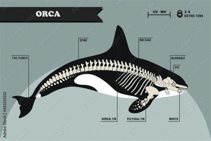 Do orcas have bones
