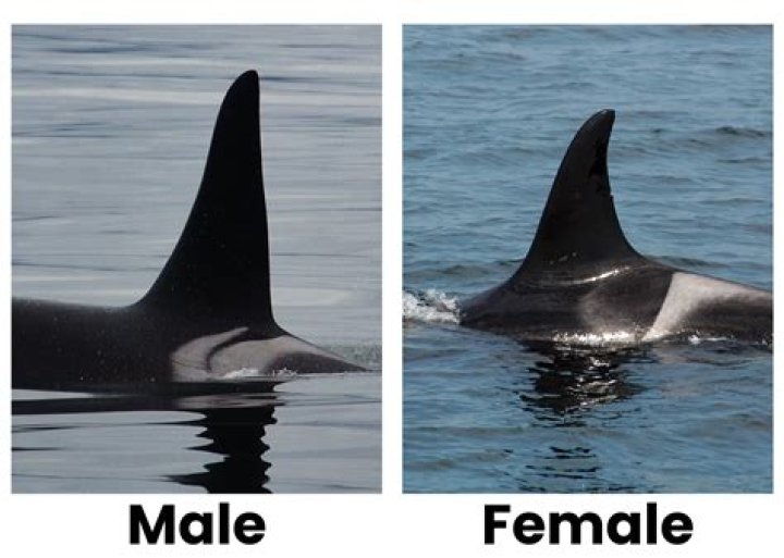 Do orcas have spines