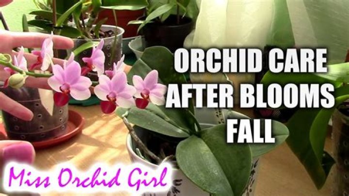 Do orchid flowers grow back after they fall off
