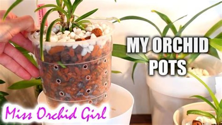 Do orchids have to be planted in clear pots