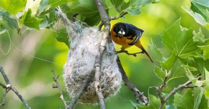 Do orioles reuse their nests?