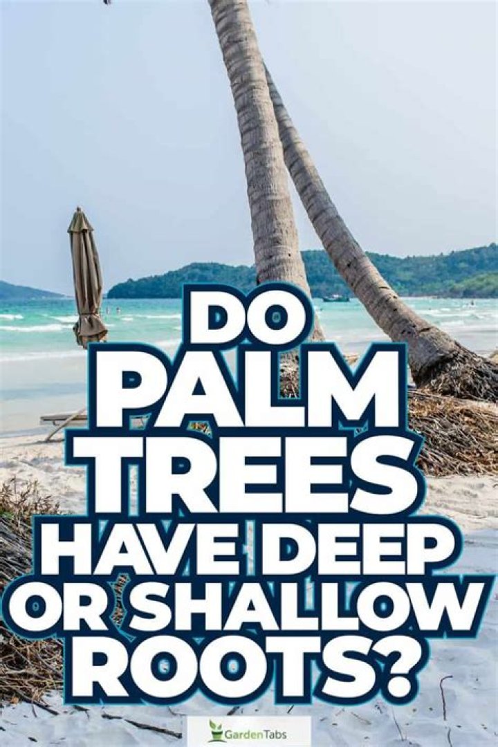 Do palm trees have shallow roots
