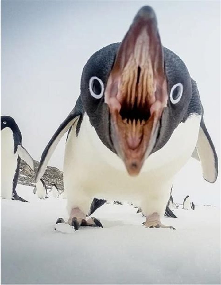 do penguins have teeth