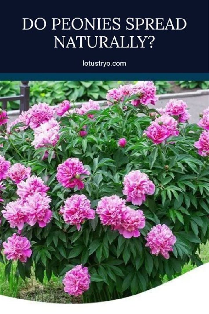 do peonies spread