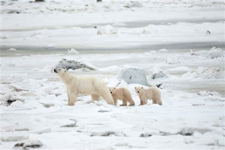 Do polar bears have babies