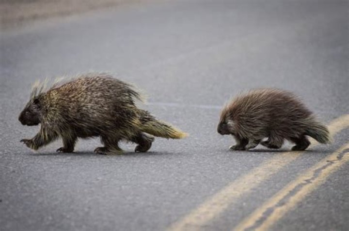 Do porcupines eat rubber?