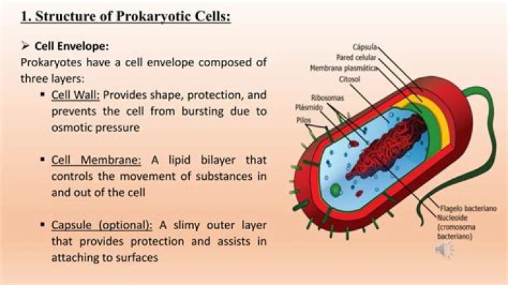 Do prokaryotic cells have a cell surface membrane