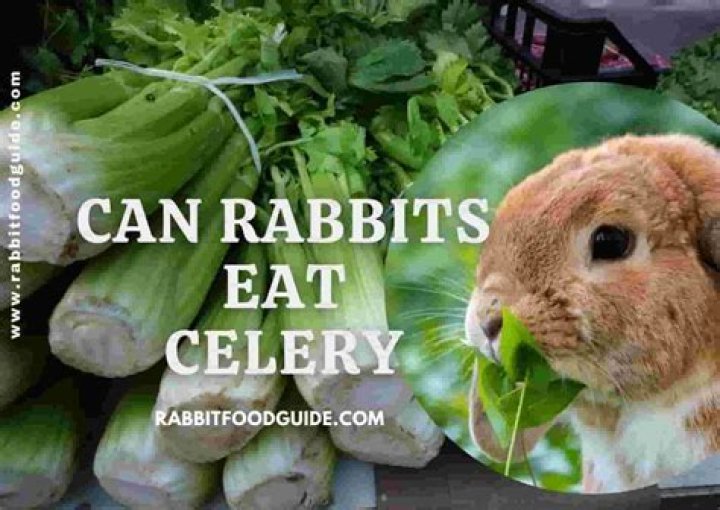 do rabbits eat basil
