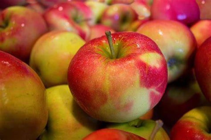 do rats eat apples