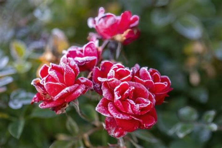 do roses bloom in winter