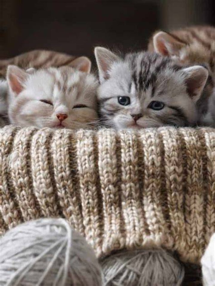 do runt kittens stay small