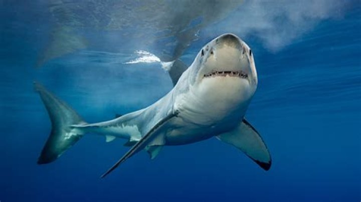 do sharks have predators