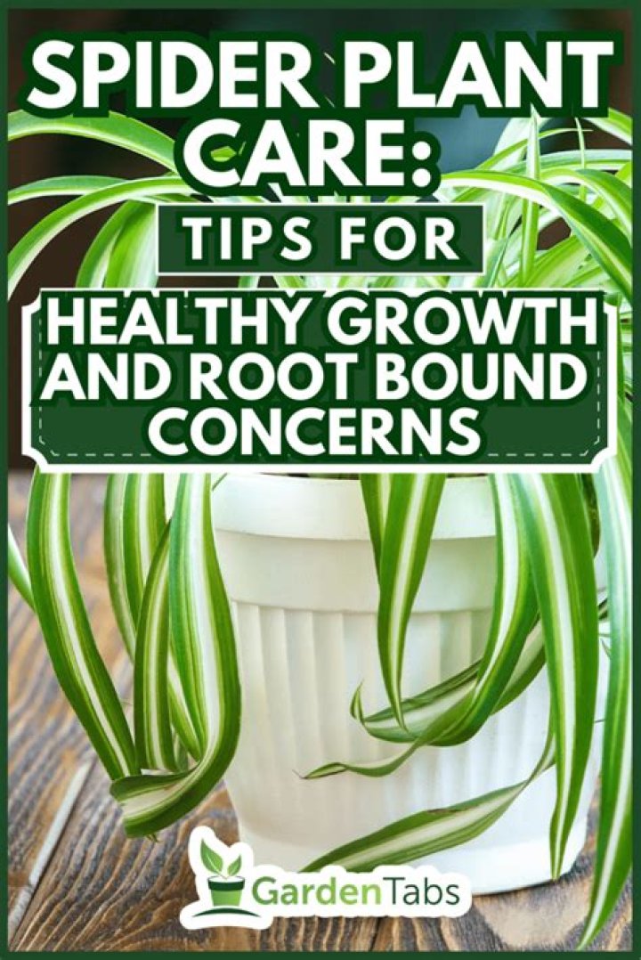 do spider plants like to be root bound