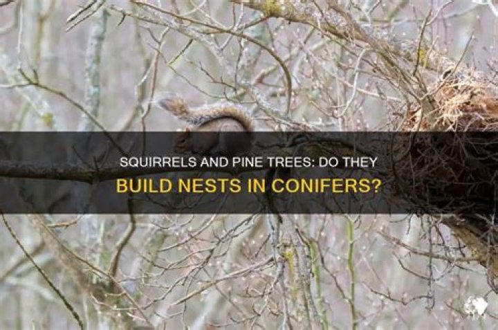 Do squirrels make nests in pine trees