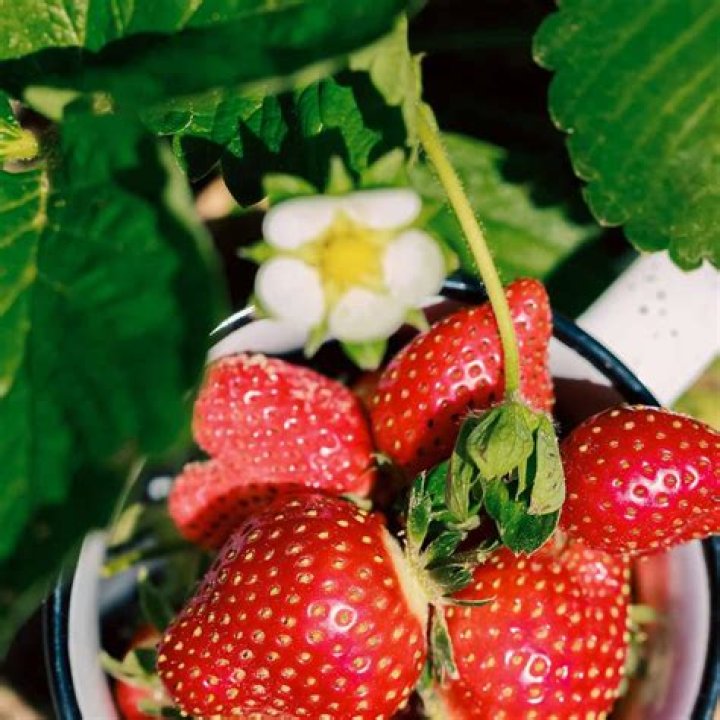 Do strawberries give you acid?