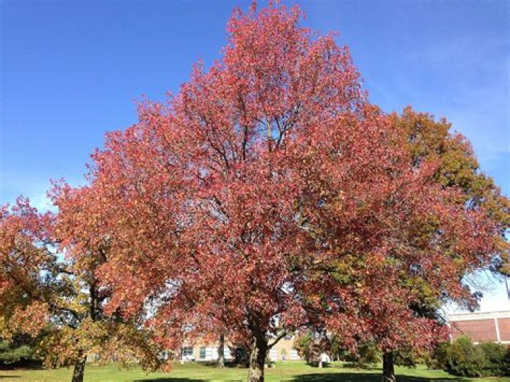 Do sweetgum trees fall easily