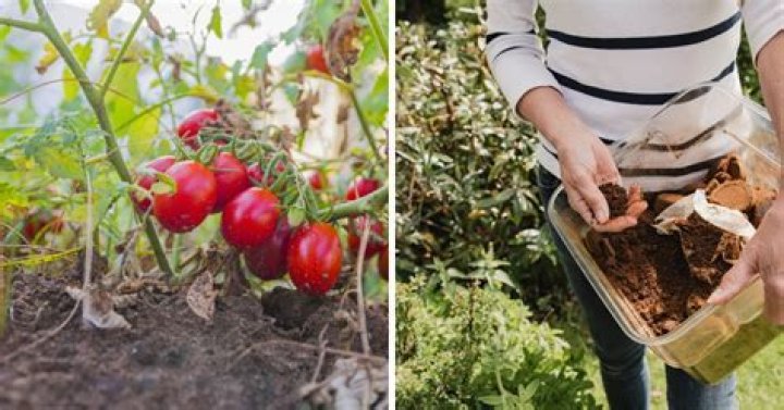 do tomatoes like coffee grounds