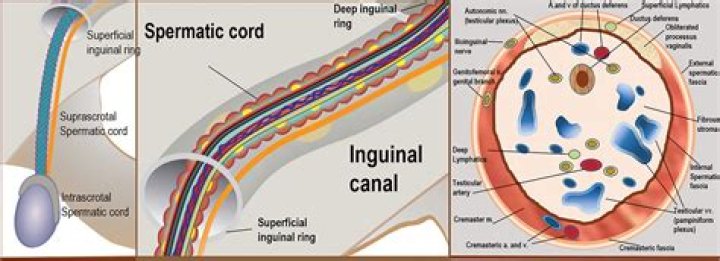 Do vas deferens have nerves