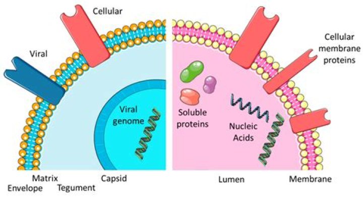 do viruses have membrane bound organelles
