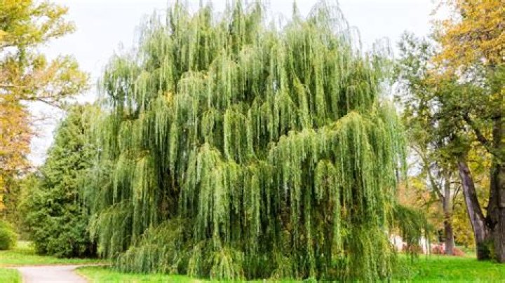 Do willow trees grow in Michigan